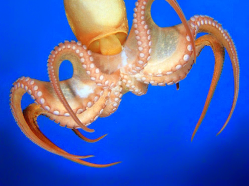 Головоногие осьминог. Головоногие моллюски кальмар. Октопус кальмар Спрут. Головоногие моллюски осьминог. Головоногие моллюски реактивное движение.
