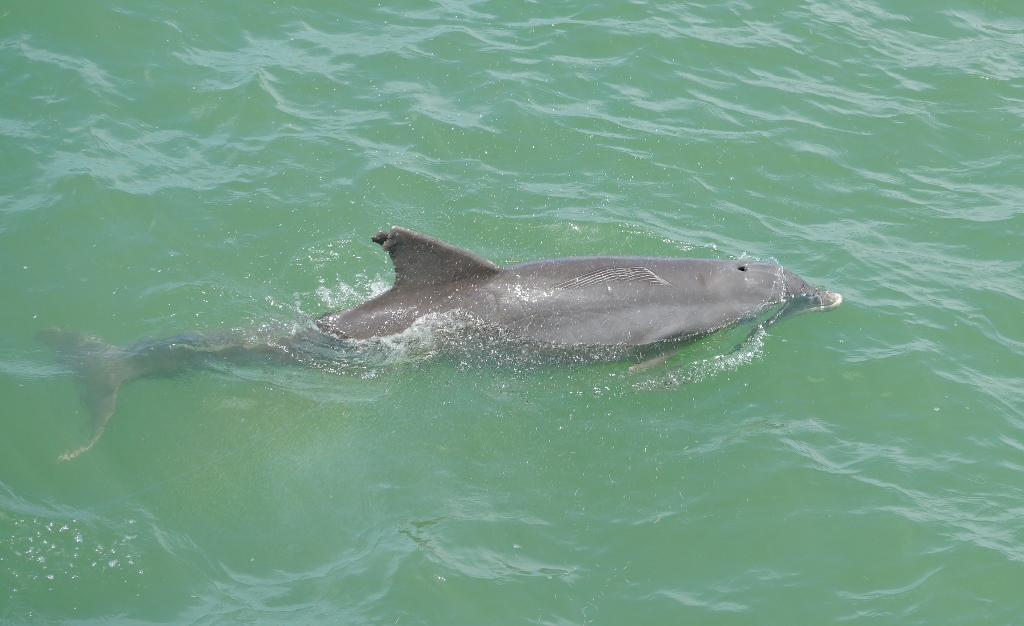 Naples Pier  Floride Plage Baignade eau à 32°C dauphins