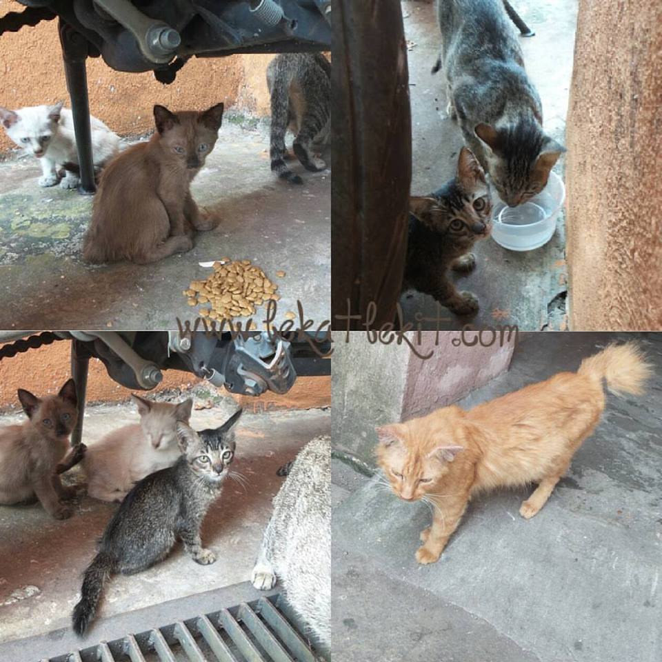 Bagi Makan Kucing Terbiar Lebih Bersalah Dari Bela Anjing Lekat