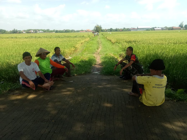 Ciptakan Keharmonisan, Babinsa Sine Komsos Dengan Petani Di Lahan Persawahan Ciptakan Keharmonisan, Babinsa Sine Komsos Dengan Petani Di Lahan Persawahan