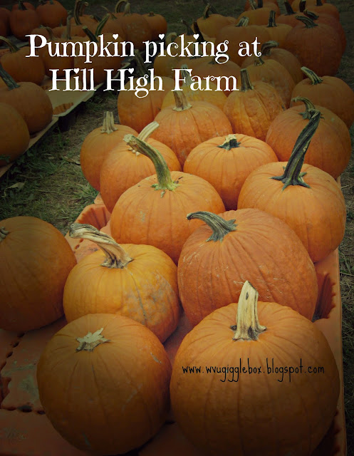 pumpkin picking at Hill High Farm in Winchester VA, Fall family fun in Northern Virginia,