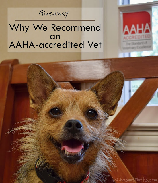 Giveaway: Why We Recommend an AAHA-accredited Vet