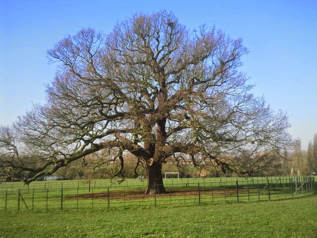 Tired of London, Tired of Life: See the Charter Oak