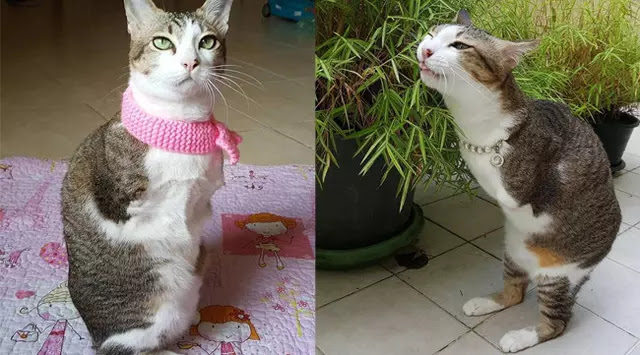 Terlintas Tidak Ada yang Aneh Dengan Kucing Ini, Setelah Anda Cermati Ternyata... Terlintas Tidak Ada yang Aneh Dengan Kucing Ini, Setelah Anda Cermati Ternyata...
