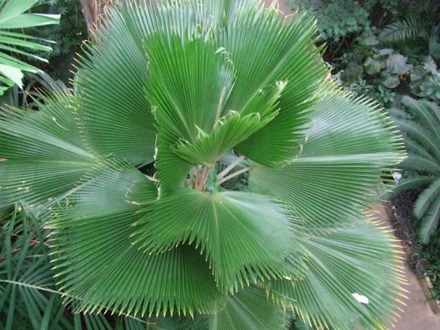 Fiji Fan Palm - Pritchardia pacifica at the Palm House in Kew Gardens