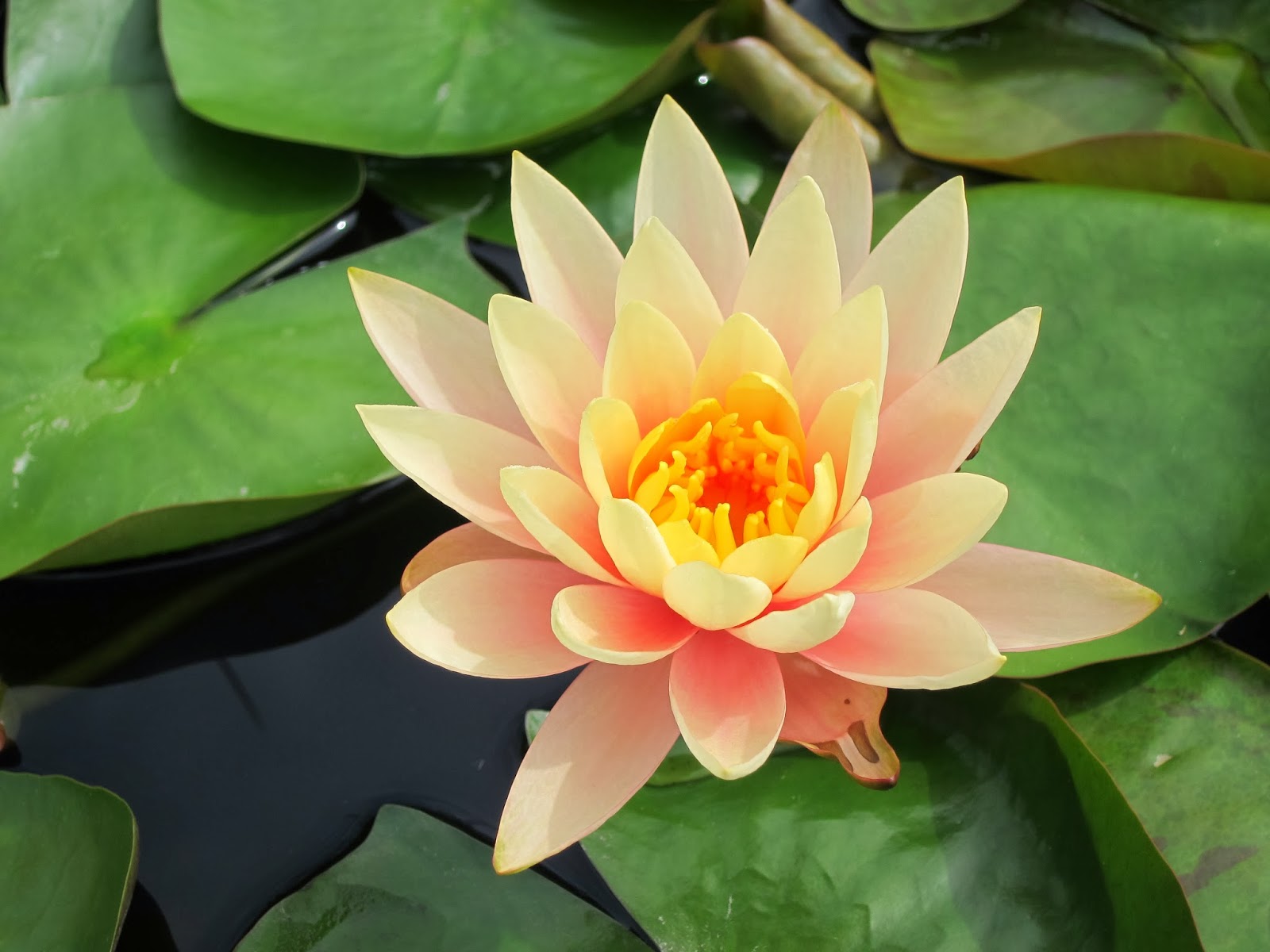 Dancing Light's Studio Notes POTS and NMH