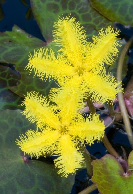 Yellow Water Snowflake, Wavy Marshwort (Nymphoides crenada)