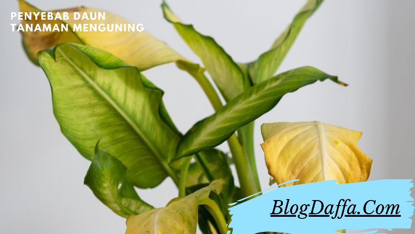 Penyebab Daun Tanaman Menguning Penyebab Daun Tanaman Menguning