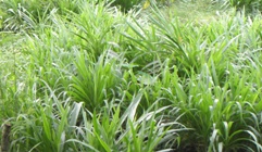Embunpagi Farm Rumput Gajah Super Odot Pennisetum Purpureum Cv Jenis