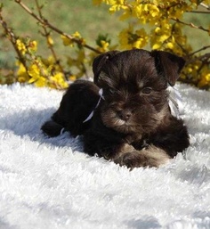 miniature schnauzer price miniature schnauzer price