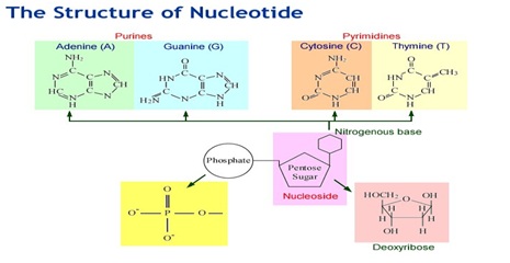 Structure of Nucleotide - दुनिया के पहले स्थिर अर्द्ध-सिंथेटिक (semi-synthetic) जीव की खोज