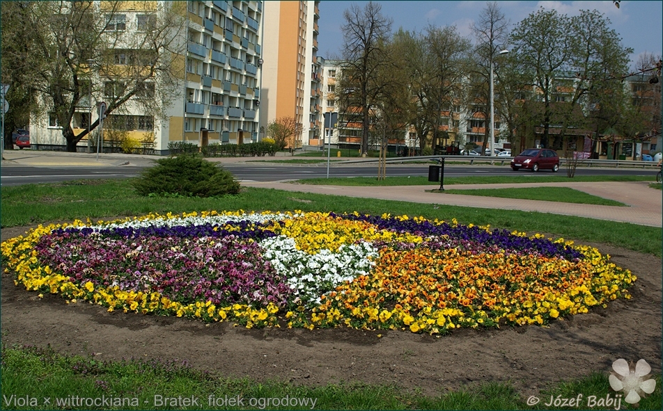 Viola × wittrockiana - Bratek, fiołek ogrodowy