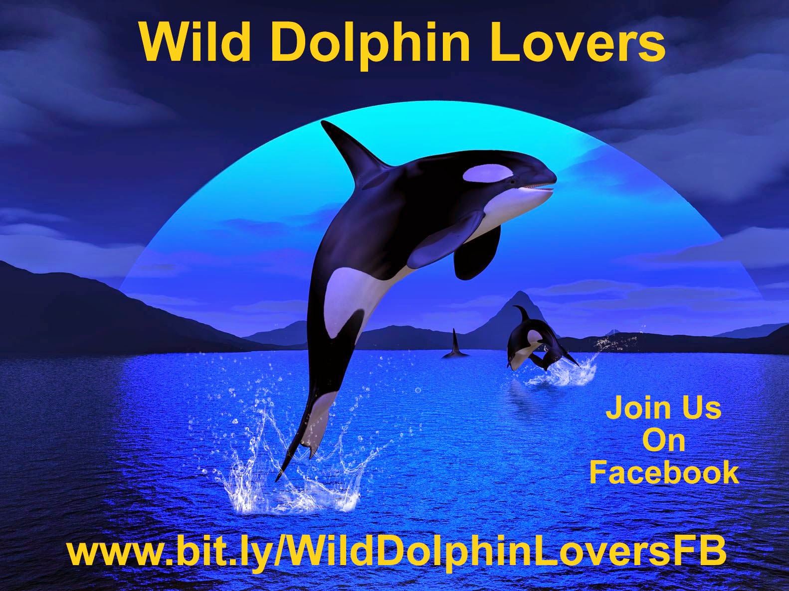 Wild Dolphin Lovers FB Group
