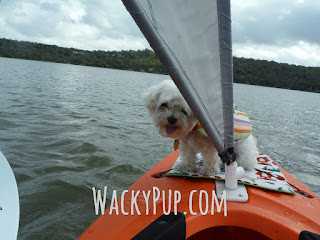 Cute dog Kayaking - step by step pictures & info on how I built a simple, sturdy kayak rack