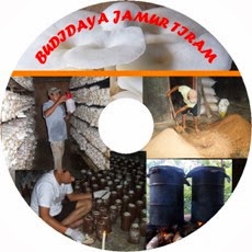 V-CD Bisnis Jamur Tiram