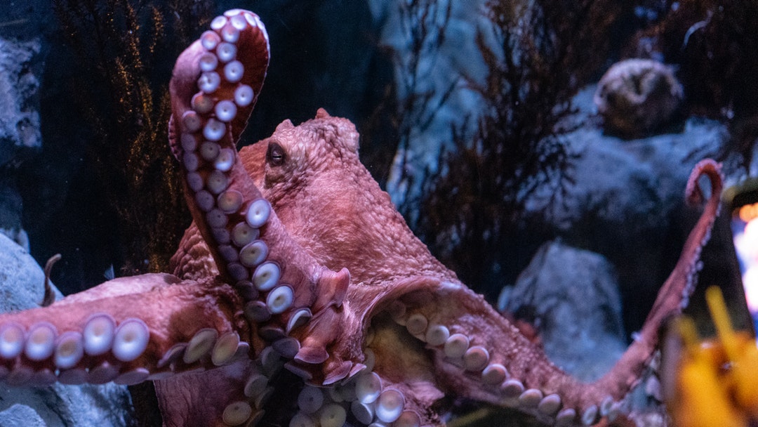 Octopus escapes from aquarium through a drainpipe to the sea Breaking Moos