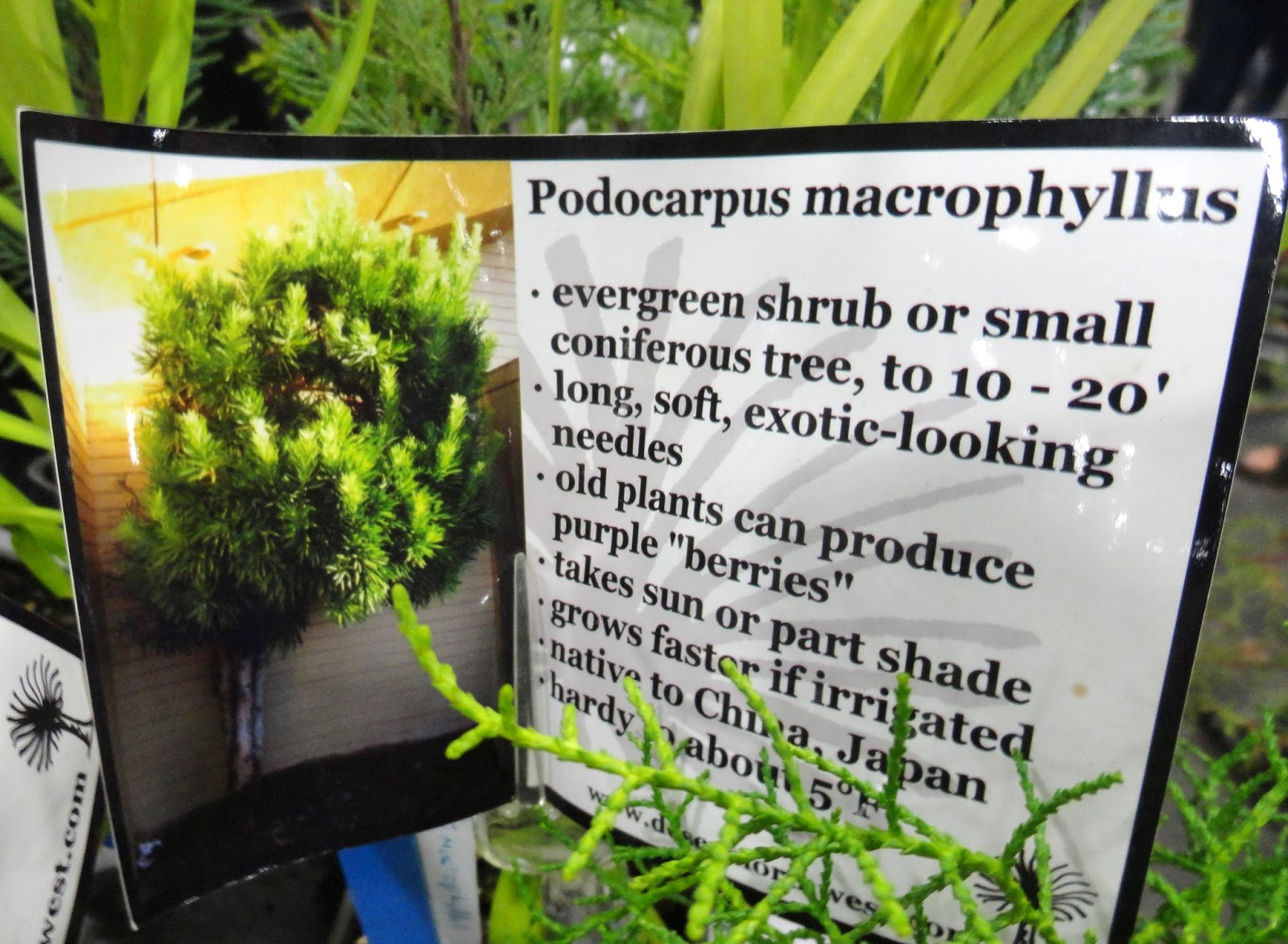 University Of Florida Ifas Charlotte County Extension This Dwarf