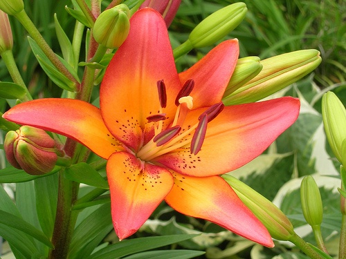 http://www.flowersforeveryone.com.au/blog/poisonous-flowers-pets/tiger-lilies/
