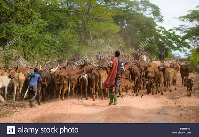 [Image: shepherd-of-the-sukuma-tribe-western-tan...F3RHAG.jpg]