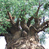 Anunu Ebe: The Mysterious out standing king of all Trees. The Tree called Anunuebe, mysterious of course as is used to prepare all sort of charms.