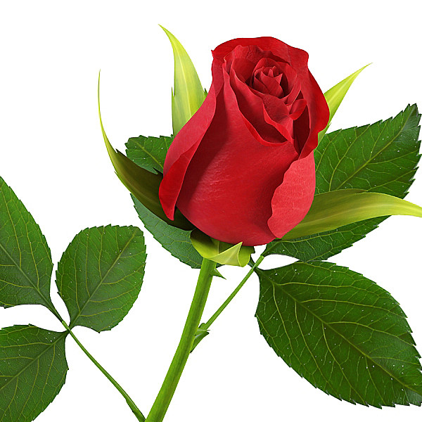 ellugardeloshombressencibles: Rose Flower