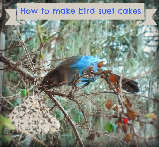 How to make bird suet cakes