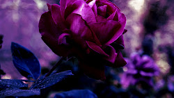 purple rose flower roses flowers variations dark pretty background violet wallpapers pink desktop beauty deep colored meaning bouquet coloured clone