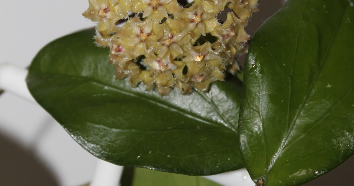 Хойя erythrina cameron island фото и описание