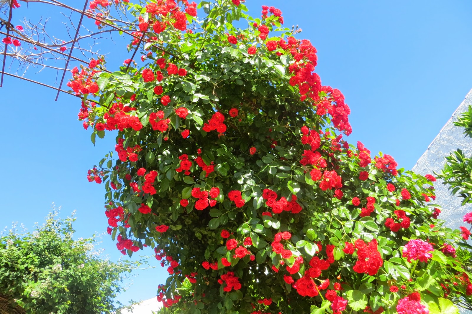 CPR.BEMBEZAR: LOS PATIOS DE CÉSPEDES EN LA PRIMAVERA DEL AÑO 2014
