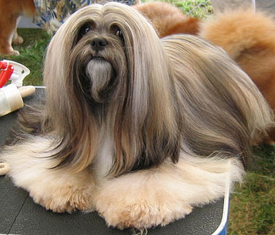 Lhasa Apso Dog Breed Pictures | Dog Lovers Pictures