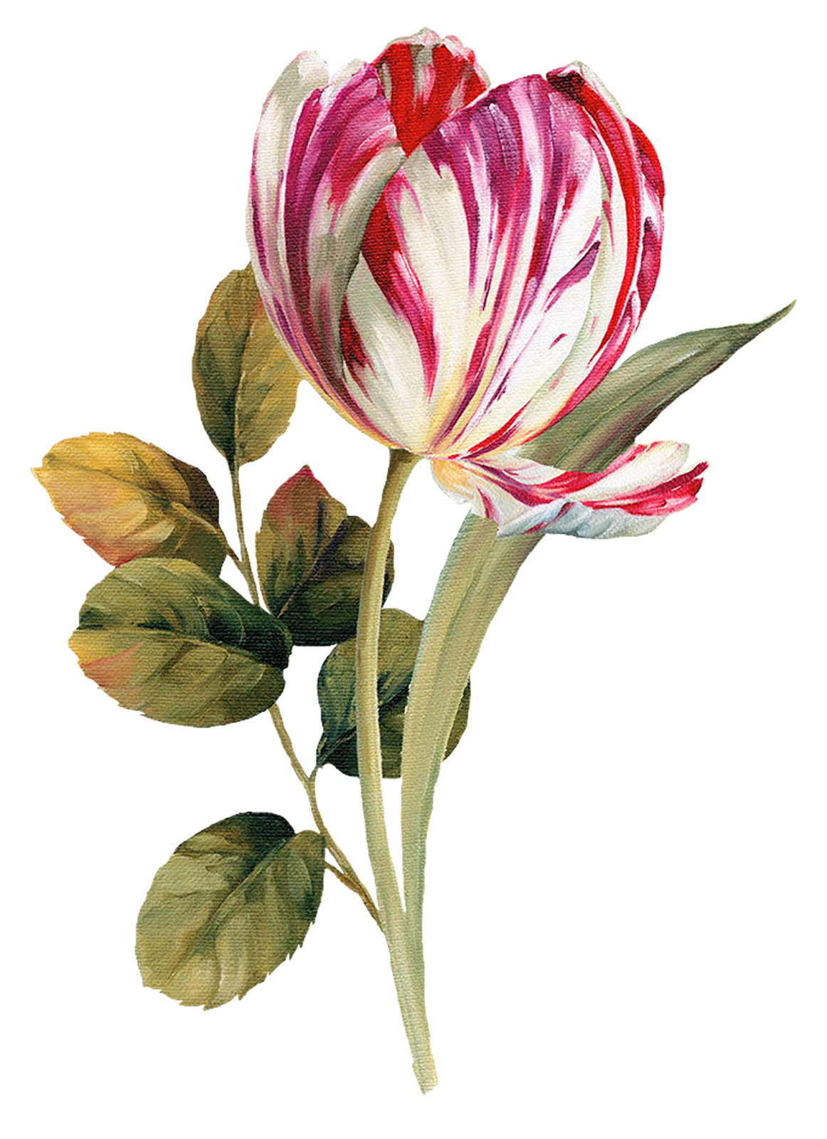 Çiçekler PNG Clipart_Lisa Audit_(69 Adet) Dekupaj Desenleri