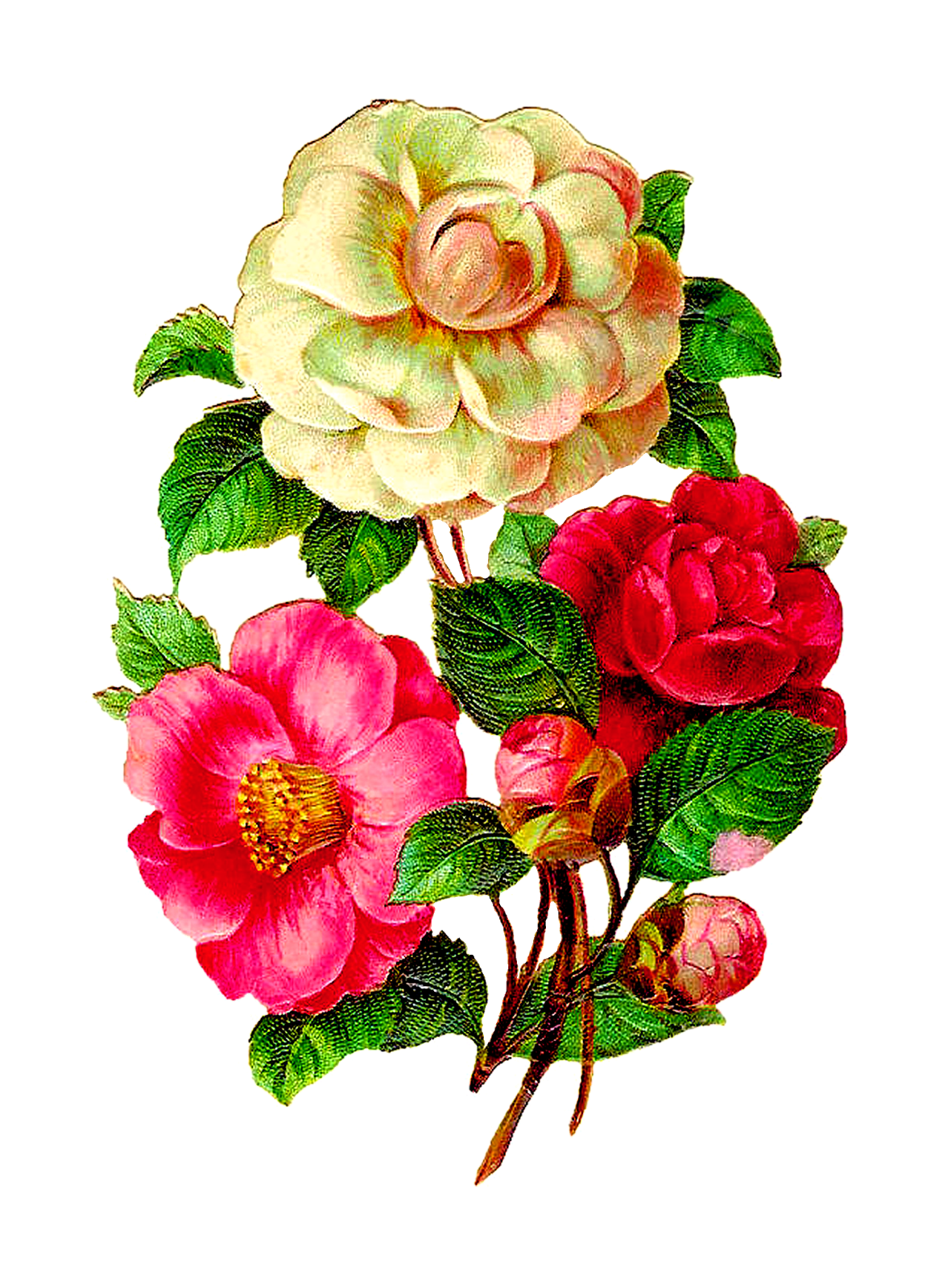 Antique Images: Scrapbooking Flower Camellia Rose Clip Art ...