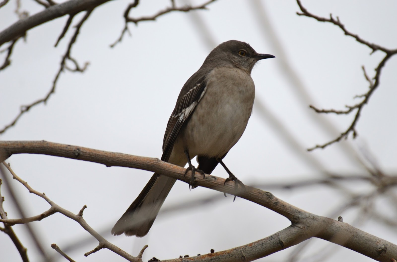 Utah Birders Birding Blog, Utah Birds, Utah Birding, Utah Bird ID St