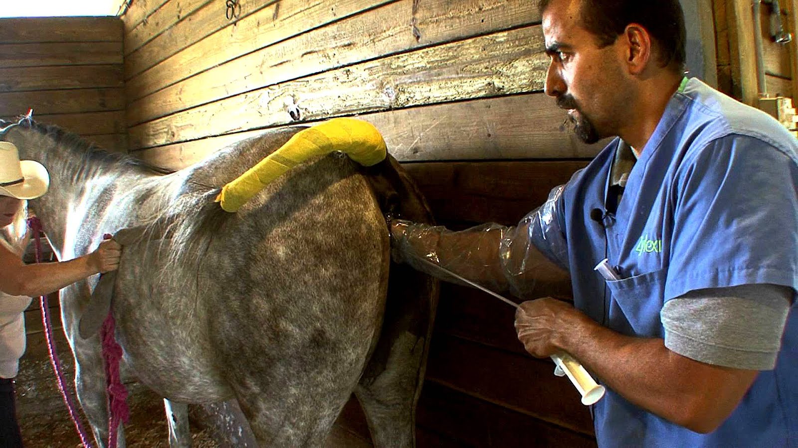 Horse Artificial Insemination Horse Choices