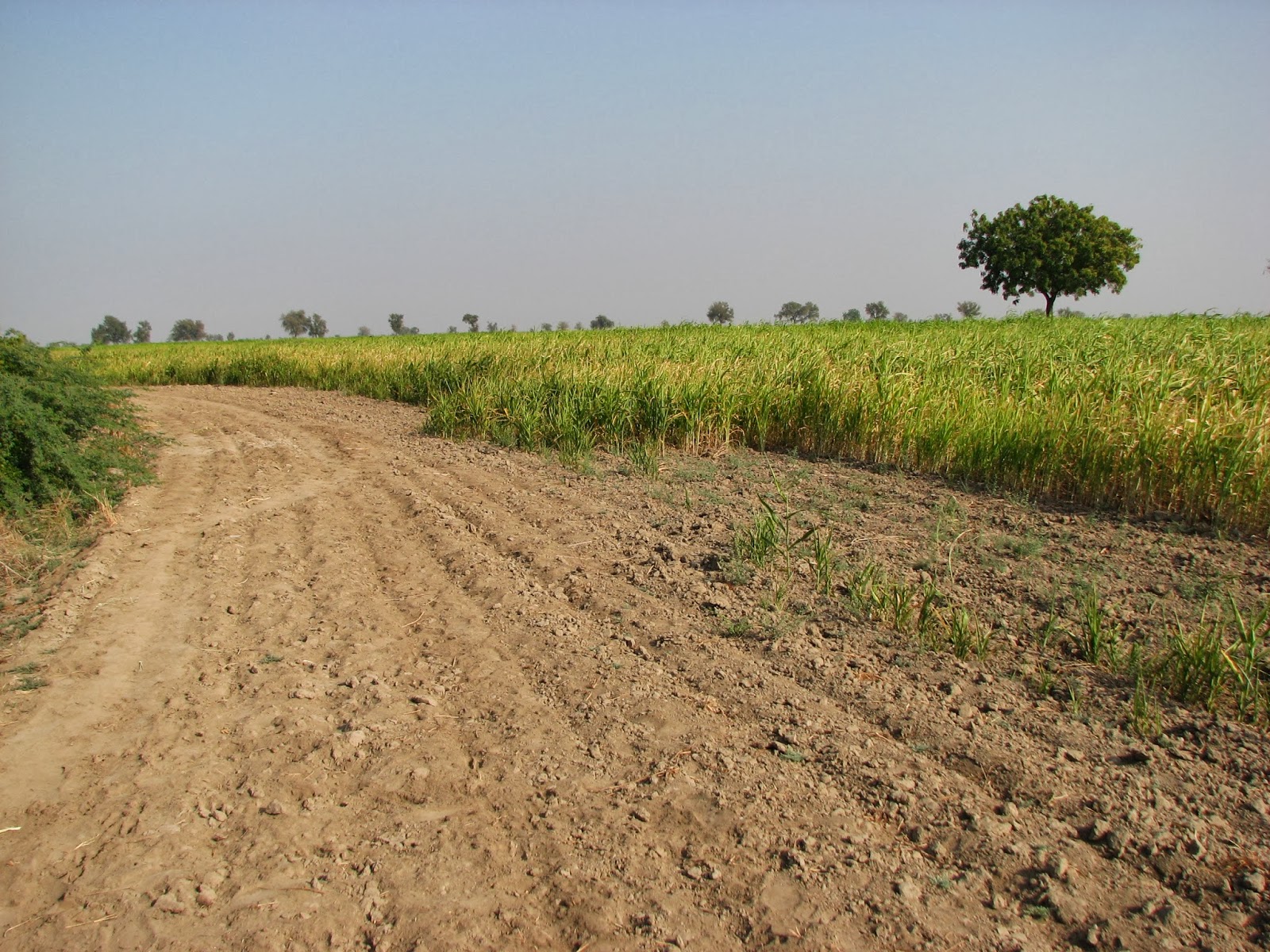 Gujarat govt plans to take away 50 of land from Dholera SIR farmers