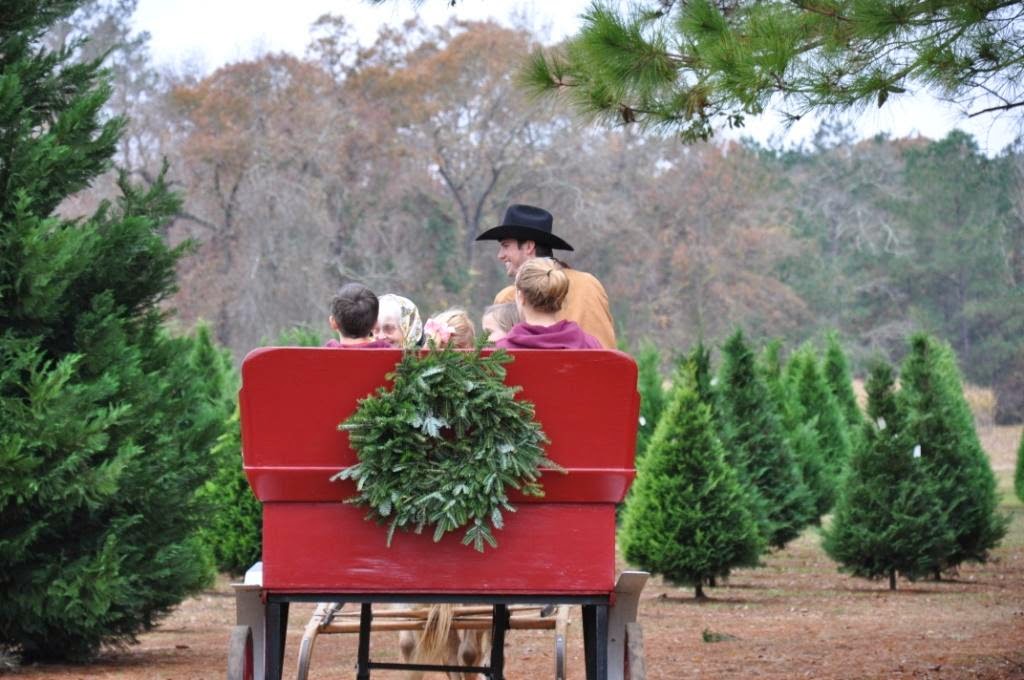 Louisiana Agritourism Christmas Tree Farms