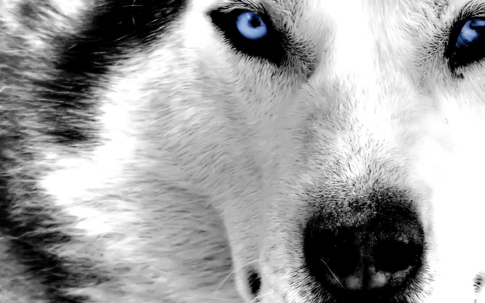pic new posts: Full Hd Wallpapers Wolf