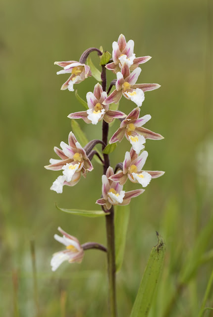 Marsh Helleborine - Holy Island, Northumberland