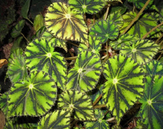 Jardineria Catalogo de Plantas: Begonia boweri