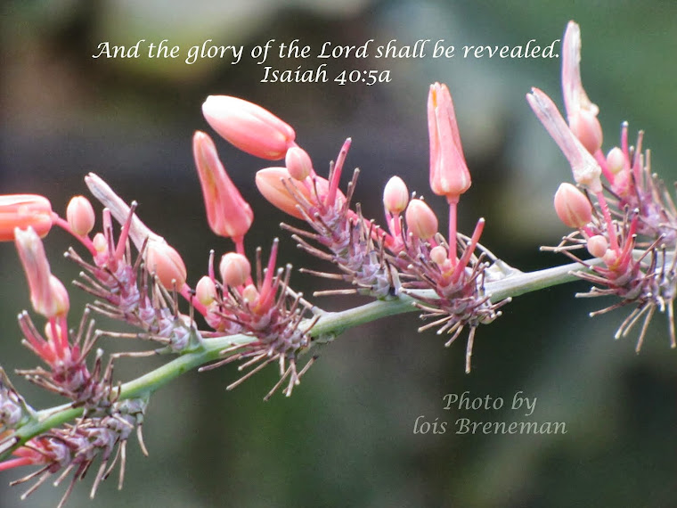 Pink Flower - Isaiah 40:5a
