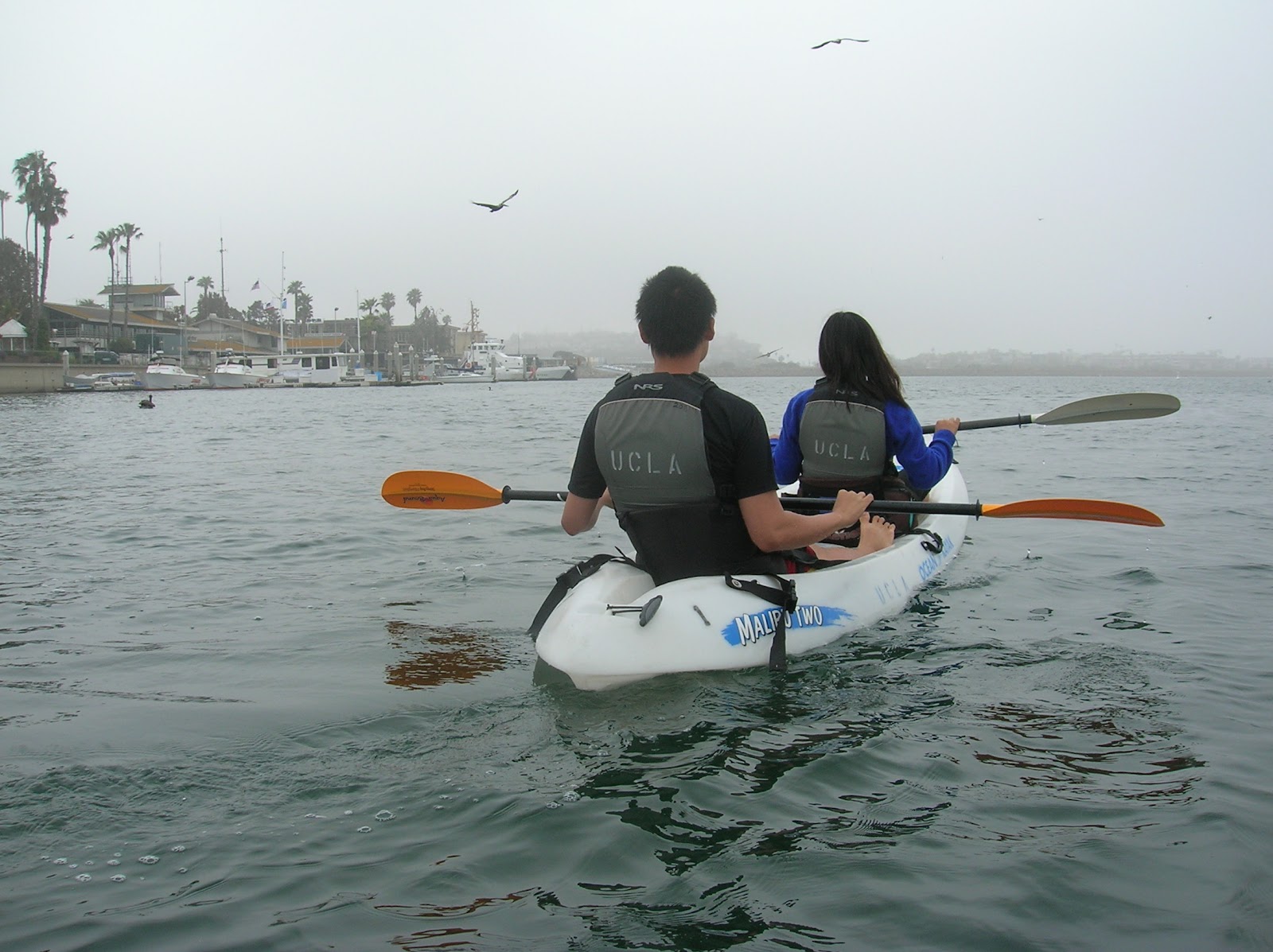 Kayaking Trip To Marina Del Rey Spring Quarter 2012 Bruin!