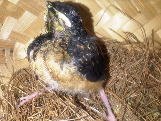 Cara Dan Tips Mengatasi Cacat Kaki Pada Anak Burung Murai Batu Agar Cepat Sembuh - Kicau Mania