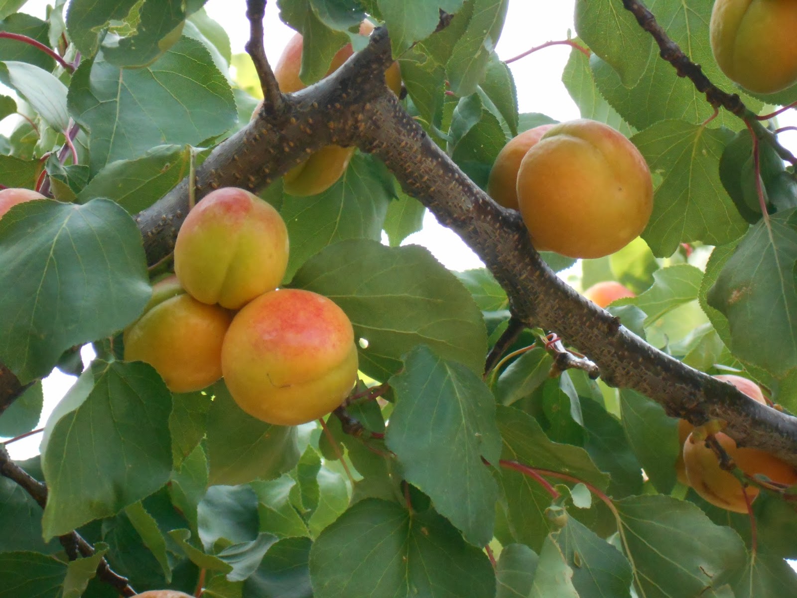 El albaricoque es bajo en calorías y grasa, una gran fuente de fibra