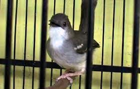 Burung Kicau Burung Prenjak Jali