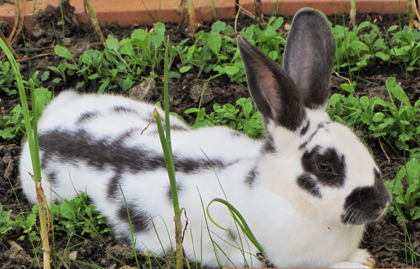 30dirtytoes: Rabbit Tricks