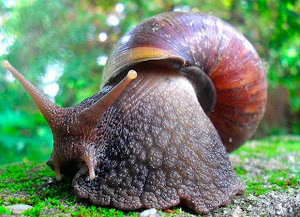 Caracol gigante africano