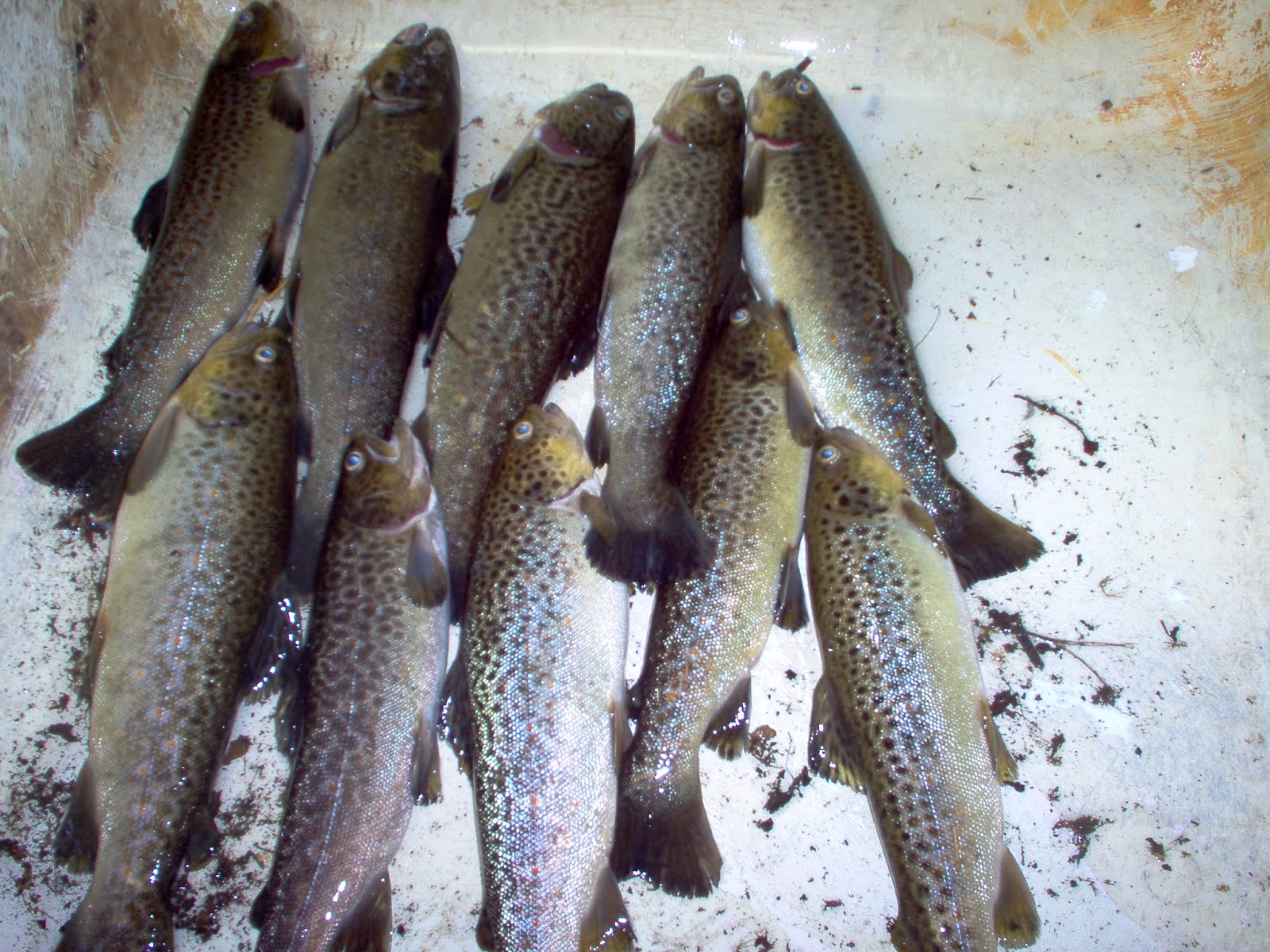 robfisherie Limits Of Brown Trout Elk Creek Erie PA