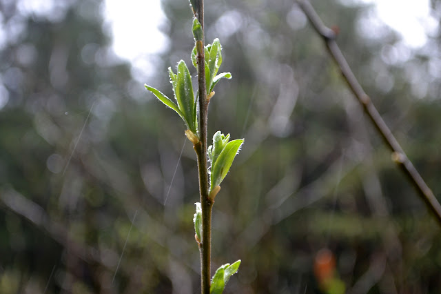 new growing leaves