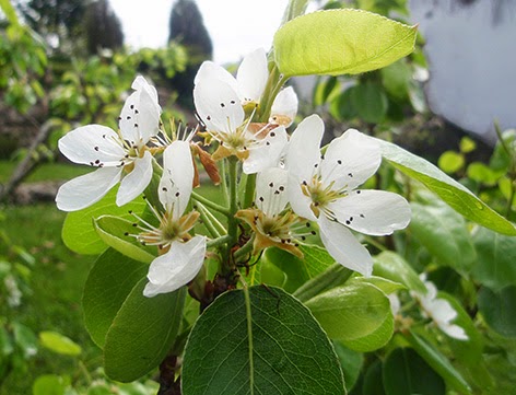 Flores del peral