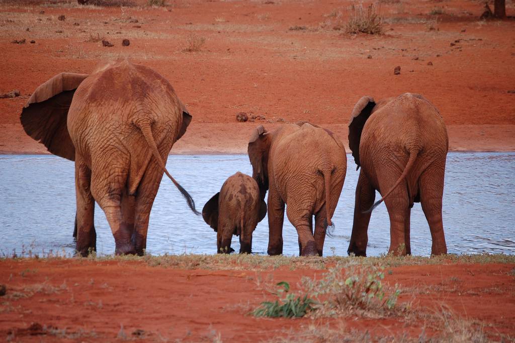 The Red Elephants of Kenya The Ark In Space